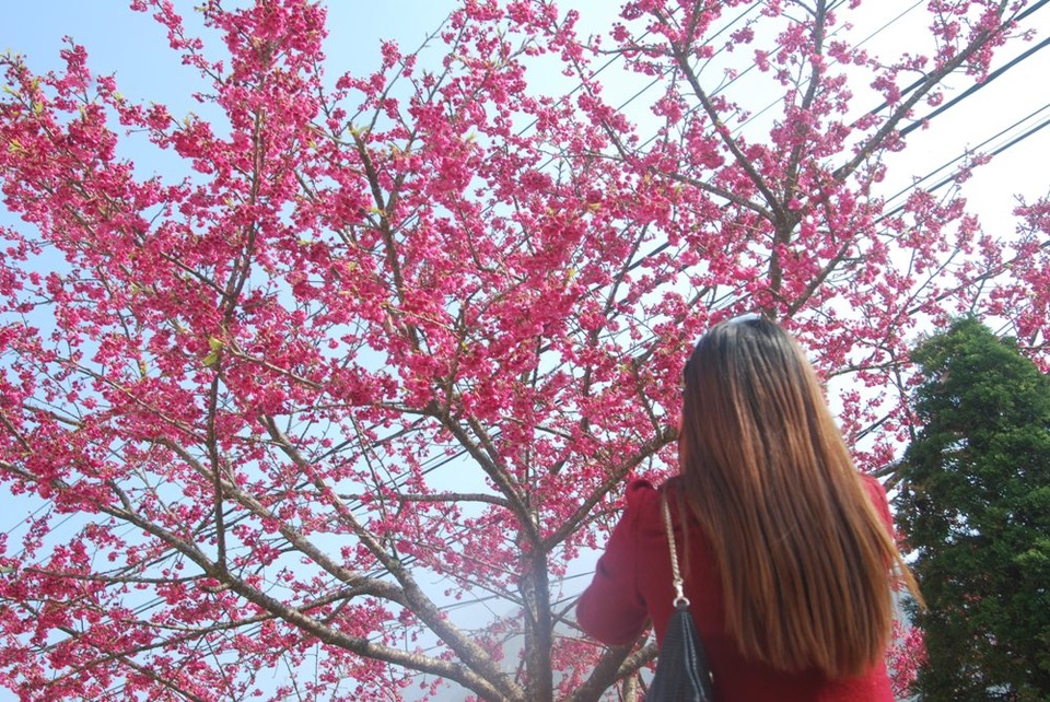 Lên Sa Pa ngắm hoa anh đào Nhật Bản khoe sắc hồng tuyệt đẹp - 2