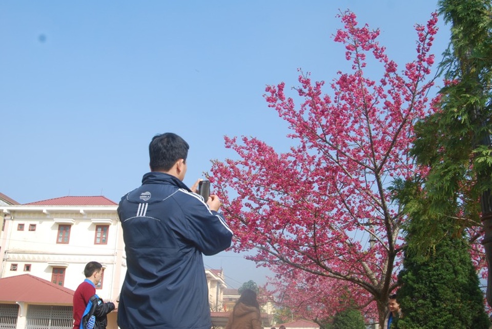 Lên Sa Pa ngắm hoa anh đào Nhật Bản khoe sắc hồng tuyệt đẹp - 5