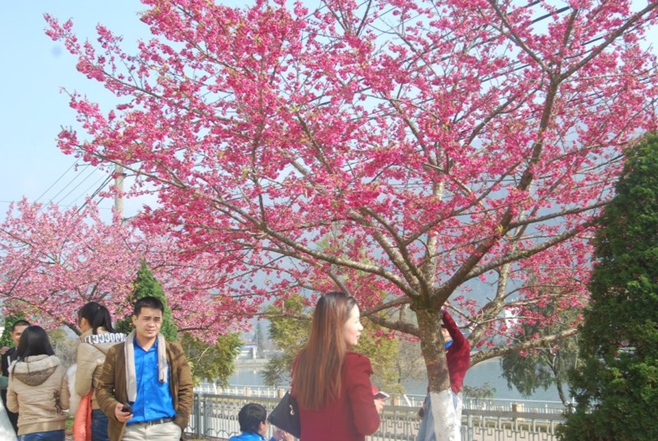 Lên Sa Pa ngắm hoa anh đào Nhật Bản khoe sắc hồng tuyệt đẹp - 8