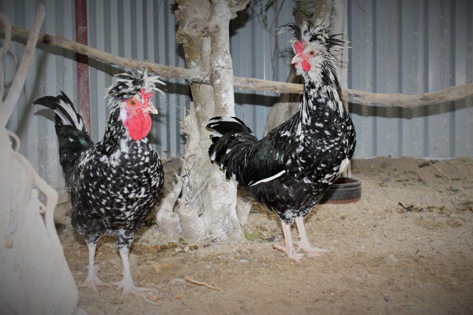 Trang trại chim “quý tộc”, gà “hoàng gia” trị giá tiền tỷ giữa Hà Nội - 6 Trang trại ở Thanh Trì còn có rất nhiều gà Quý phi (hay còn gọi là gà Hoàng gia) có nguồn gốc từ Anh. Được biết, giá trị của giống gà này nằm ở chiếc mào và cựa. Mào càng to, càng giống quả phật thủ thì càng đắt, xấp xỉ cả triệu đồng/con. Thêm vào đó, con nào có từ 8 đến 9 cựa sẽ được xếp vào loại quý hiếm.