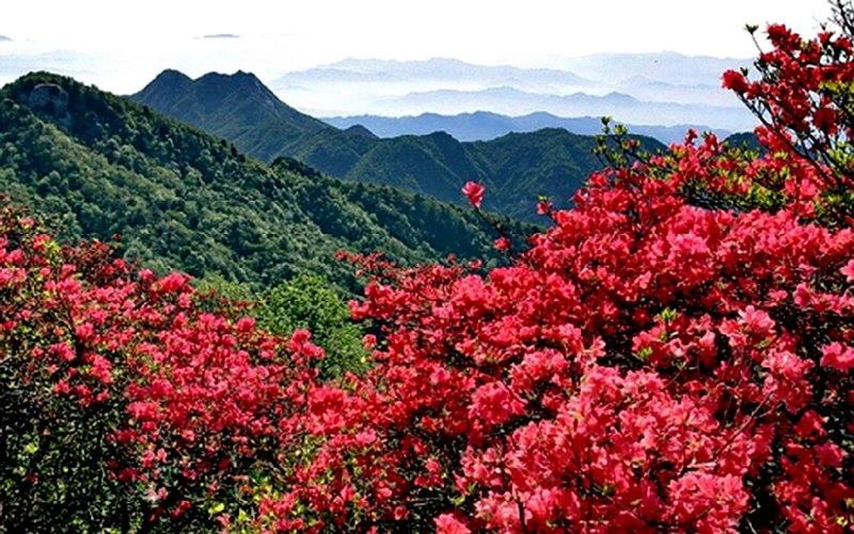 “Phượt” cùng những mùa hoa tuyệt đẹp nở rộ trong năm - 3 Đỗ quyên đẹp nhất vào tháng 4. (Ảnh: sgotour)