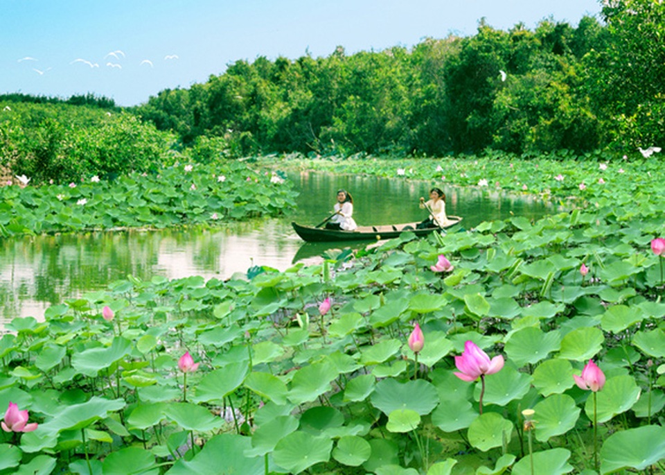 “Phượt” cùng những mùa hoa tuyệt đẹp nở rộ trong năm - 5 Sen nở rộ giữa Đồng Tháp Mười mênh mông. (Ảnh: VTV)