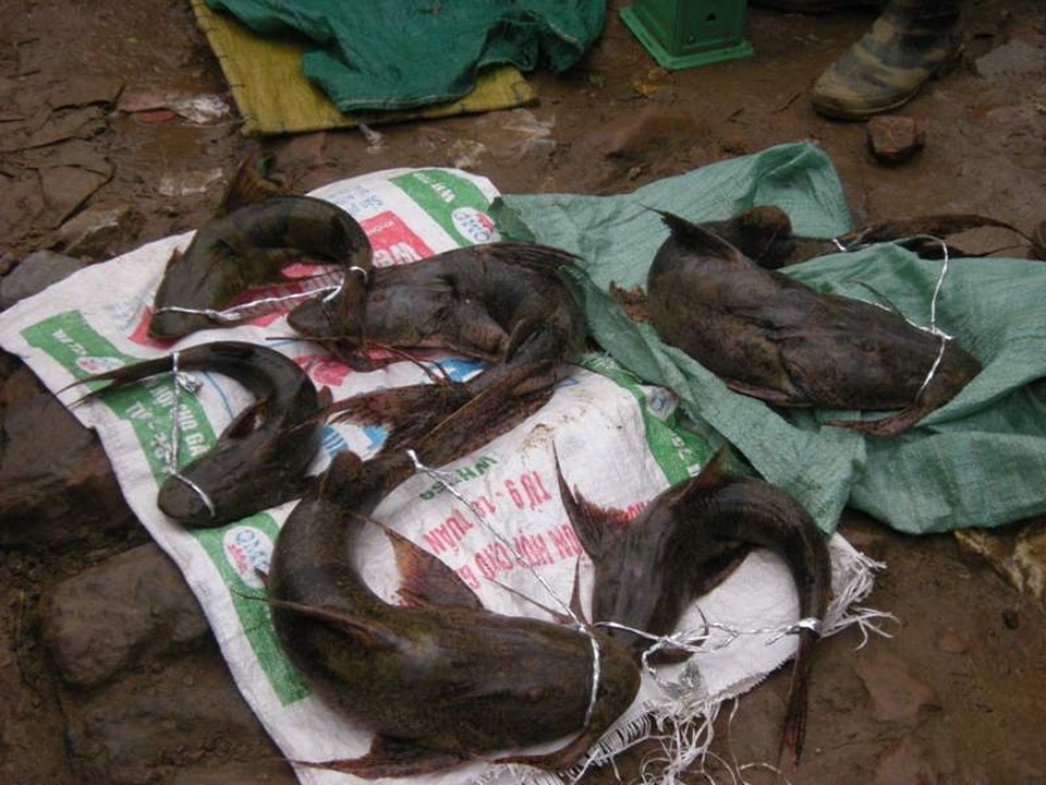 Cá chiên sông Hồng bày bán ở chợ Lào Cai