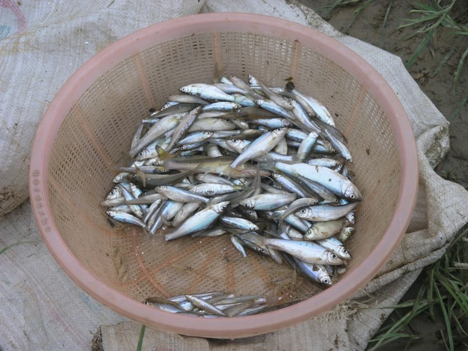 Cá suối Sa Pa rất bé nhưng rán vàng lên ăn rất ngon và là món nhậu lai dai khi thực khách uống bia.