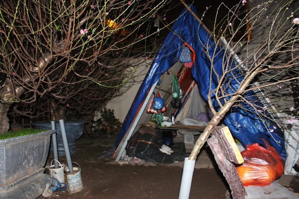 Người Hà Nội đốt củi sưởi ấm, thức trắng đêm trông đào giữa giá rét - 1 Càng gần đến Tết Âm lịch, khu vực chợ hoa trên đường Lạc Long Quân càng trở nên sôi động và tấp nập hơn. Các gốc đào được bày bán ở đây đều là đào rừng hoặc đào thất thốn, giá trị dao động từ vài triệu lên đến cả trăm triệu đồng. Chính bởi lẽ đó nên cả tháng nay, hàng chục hộ gia đình đã phải dựng lều bên lề đường, thức trắng đêm để không xảy ra mất mát.