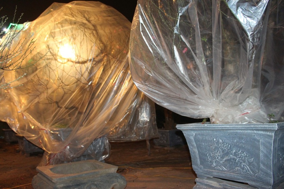 Người Hà Nội đốt củi sưởi ấm, thức trắng đêm trông đào giữa giá rét - 3 Ngoài ra, đối với những cây chưa ra nụ, người trồng phải chú ý phủ nilon, dùng đèn sưởi để thúc cây ra hoa, nảy mầm đúng thời điểm.