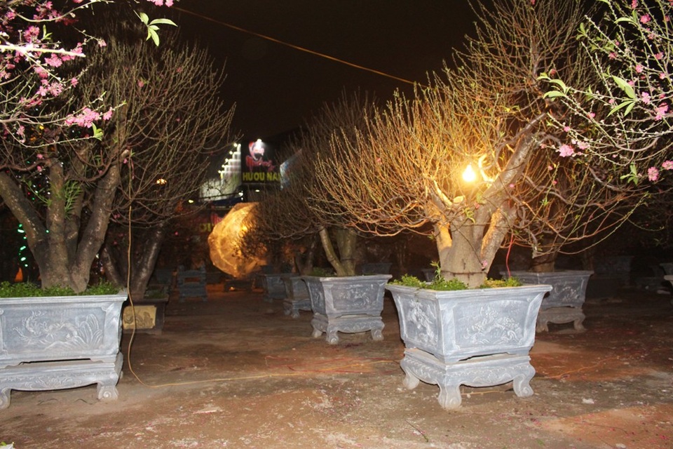 Người Hà Nội đốt củi sưởi ấm, thức trắng đêm trông đào giữa giá rét - 12
“Có hôm bận quá, chạy đi chạy lại mấy chỗ nên đến tận tối muộn mà vẫn chưa kịp chuyển cây đào thất thốn hay cây đào rừng có giá trị lớn vào nhà. Làm việc gì cũng thấy lo ngay ngáy, chỉ sợ có người đi qua chạm mạnh hoặc đưa tay bẻ cành là coi như công cốc”, người này nhớ lại.