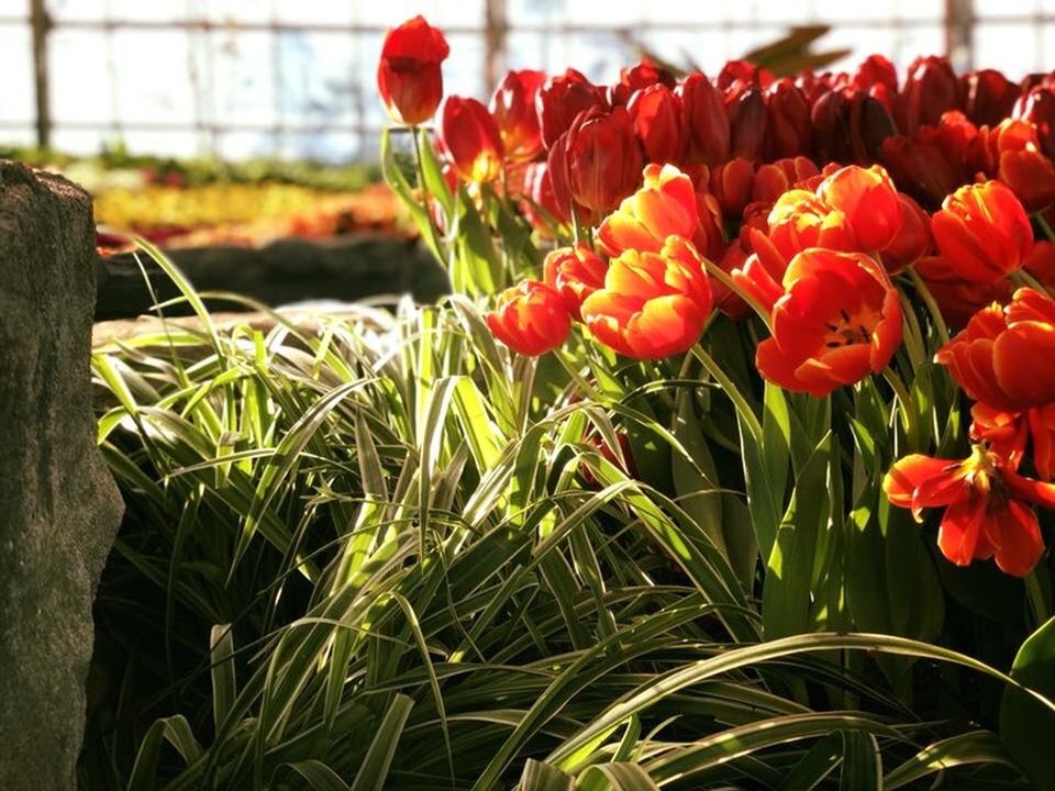 Ra mắt lễ hội Tulip lớn nhất Việt Nam tại Vinpearl Nha Trang - 2 Ra mắt lễ hội Tulip lớn nhất Việt Nam tại Vinpearl Nha Trang - 2