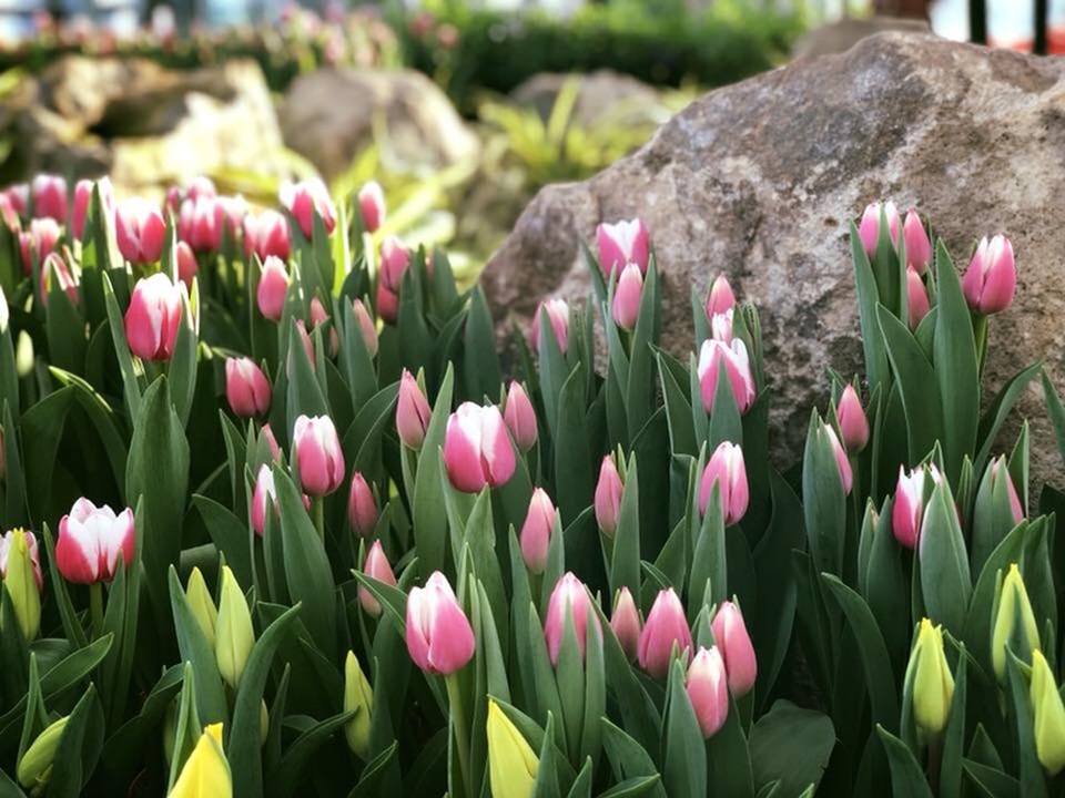 Ra mắt lễ hội Tulip lớn nhất Việt Nam tại Vinpearl Nha Trang - 6 Ra mắt lễ hội Tulip lớn nhất Việt Nam tại Vinpearl Nha Trang - 6