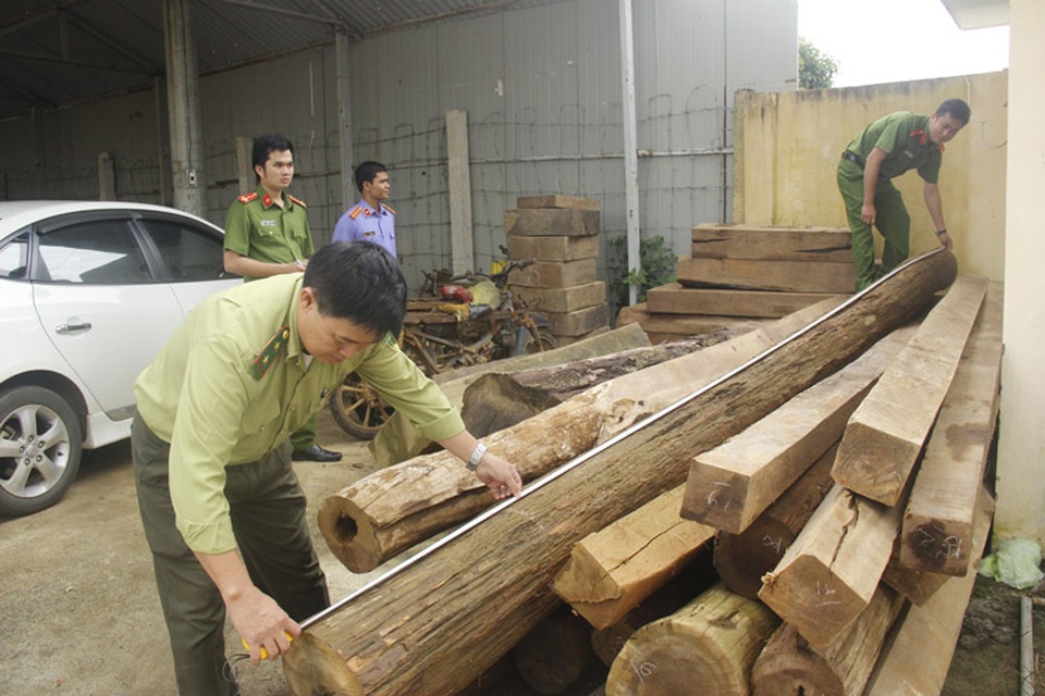 Số gỗ tang vật bị lực lượng chức năng tạm giữ tại huyện Bảo Lâm, Lâm Đồng (ảnh minh họa)