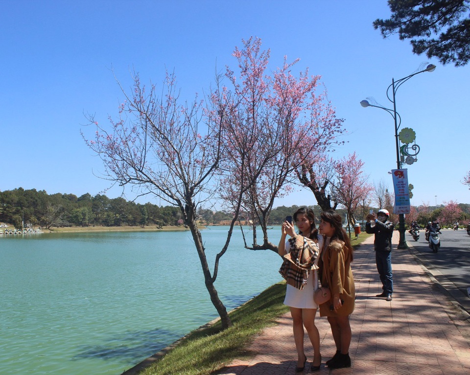 Vào dịp cuối năm du khách nô nức lên Đà Lạt chiễm ngưỡng loài hoa quyến rũ này