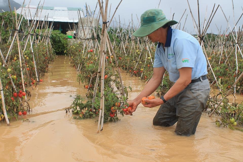 Thủy điện xả lũ nhấn chìm nhà cửa, vườn ruộng của người dân - 4 Khoảng 1.000ha rau màu đang trong giai đoạn thu hoạch của người dân huyện Đơn Dương (Lâm Đồng) bị ngập nước