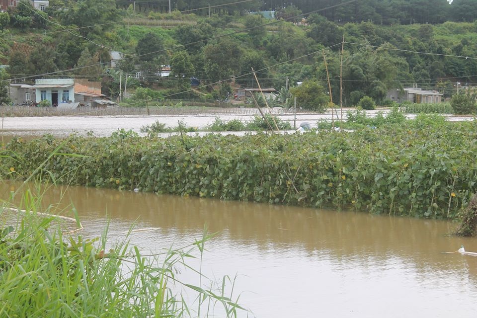 Thủy điện xả lũ nhấn chìm nhà cửa, vườn ruộng của người dân - 1 Thủy điện xả lũ nhấn chìm hàng ngàn ha rau màu của người dân Lâm Đồng