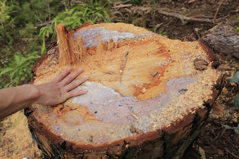 Hàng chục cây thông có đường kính gốc từ 40-60cm thuộc rừng phòng hộ đầu nguồn Đa Nhim bị đốn hạ