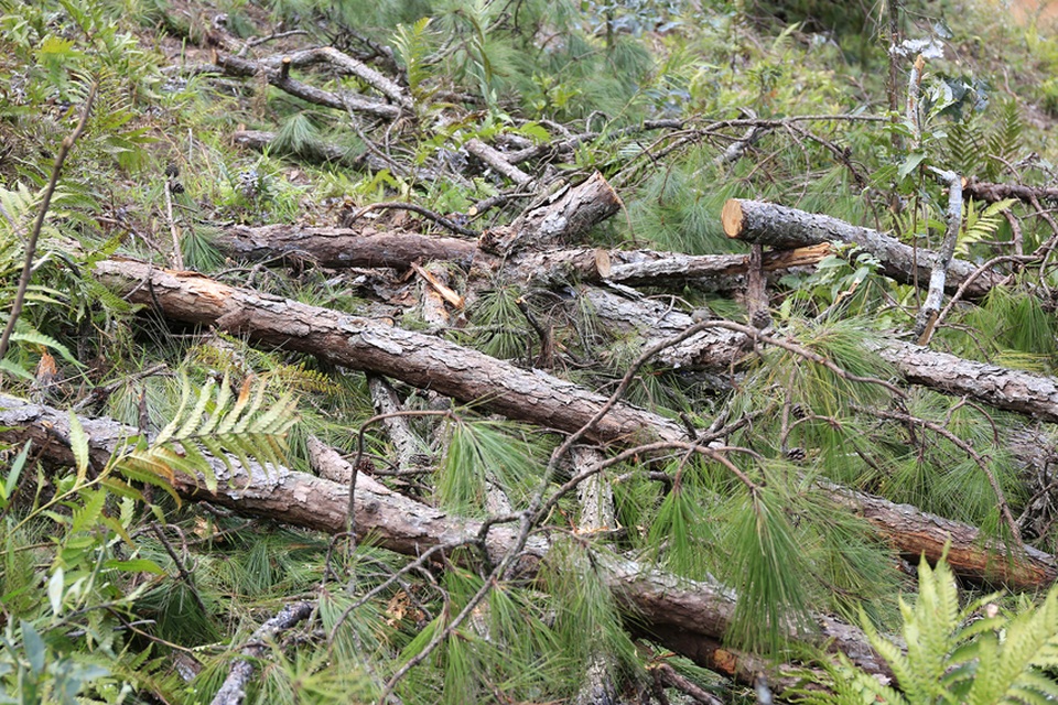 Các đối tượng sử dụng cưa máy cưa hạ ngang thân, cành nhánh cây vẫn còn xanh vứt ngổn ngang trong rừng