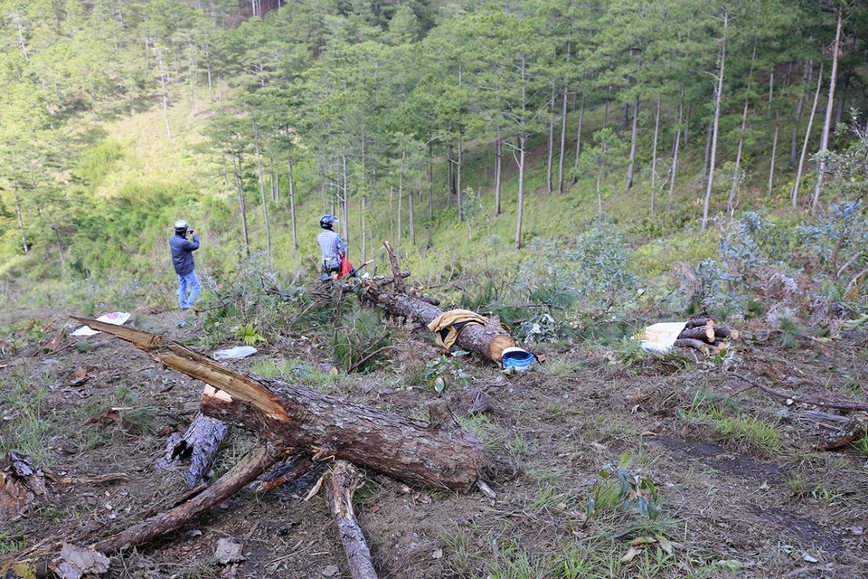 Cả vạt rừng thông hàng chục năm tuổi bị đốn hạ - 2