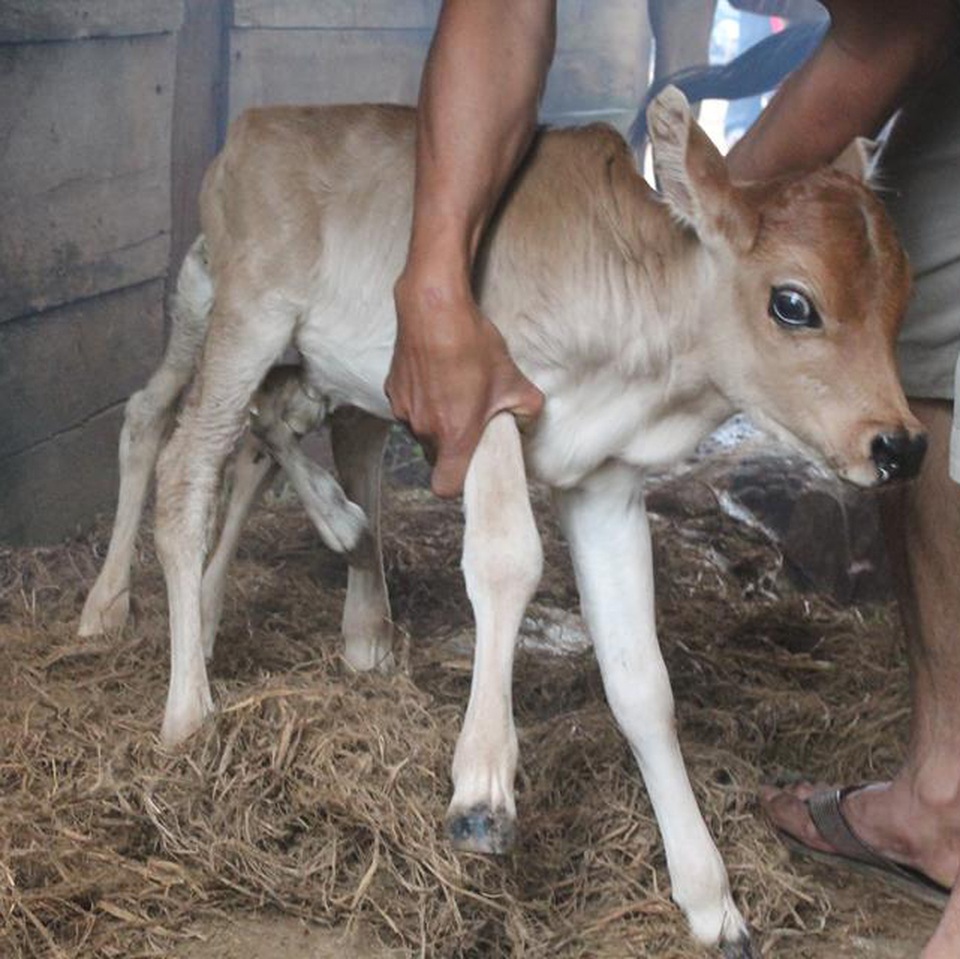 Nhiều người kéo đến xem bê con có 7 chân - 1
Con bê kỳ lạ có 7 chân, 2 bộ phận sinh dục và 2 hậu môn