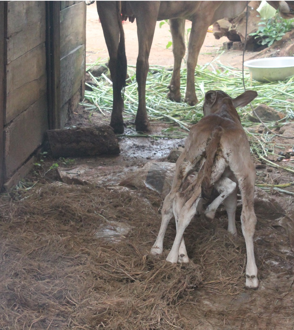 Hiện con bê vẫn sống rất khỏe mạnh, hằng ngày vẫn đều đặn bú sữa mẹ