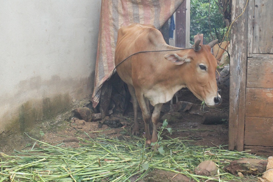 Bò mẹ sinh ra bê con 7 chân của gia đình bà Cil Pam ở Lâm Đồng