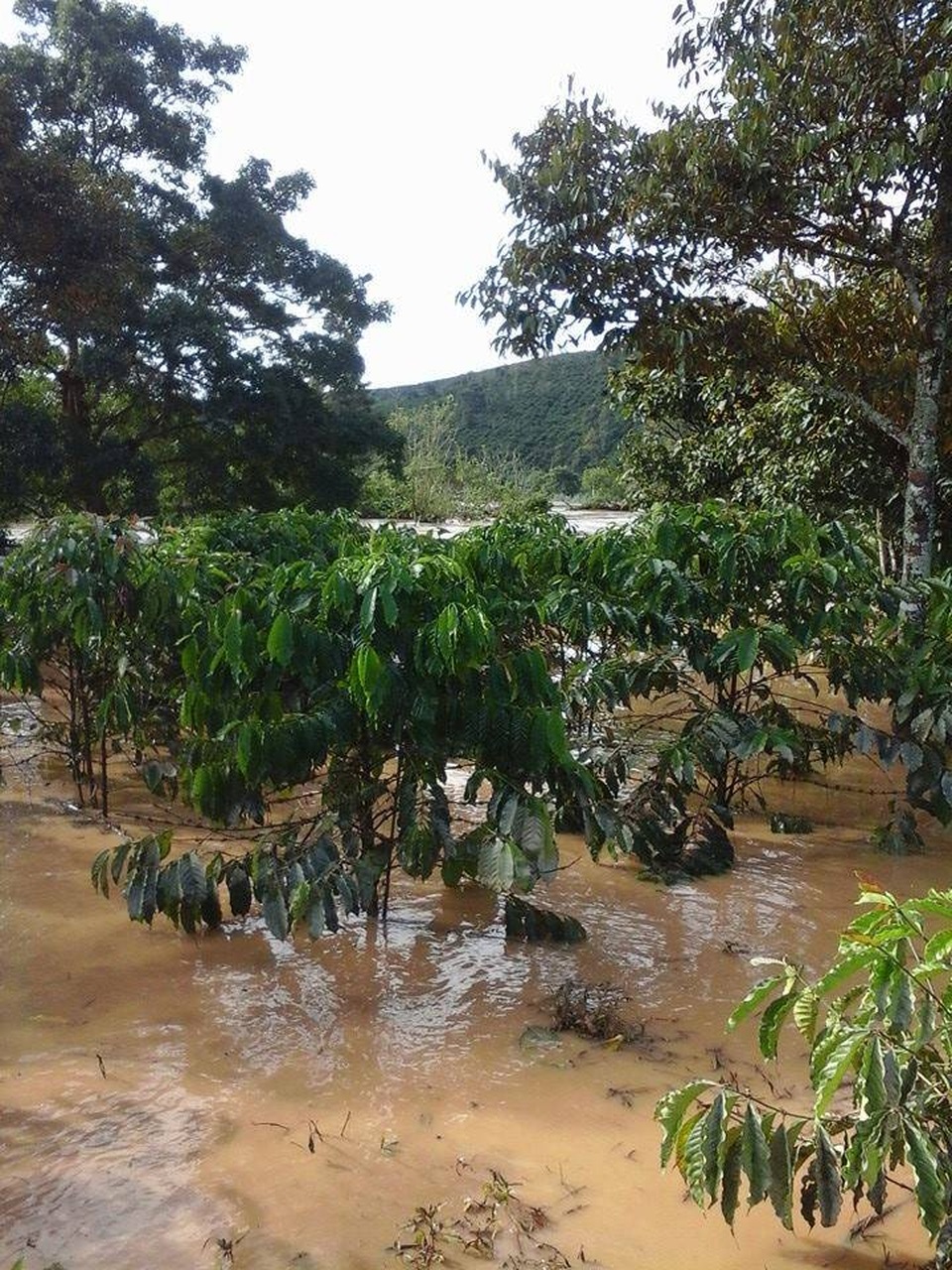 Đập Kala xả lũ nhấn chìm nhiều tài sản của dân - 6 Hàng chục hecta cây trồng của người dân bị ngâm trong nước