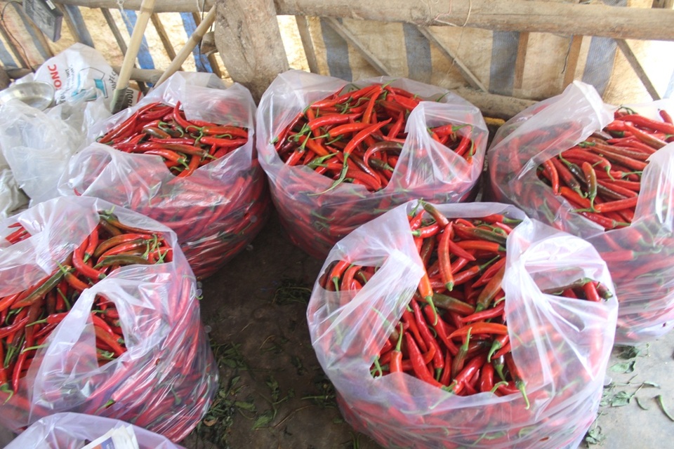 Khan hiếm hàng đẩy giá ớt tăng cao kỷ lục
