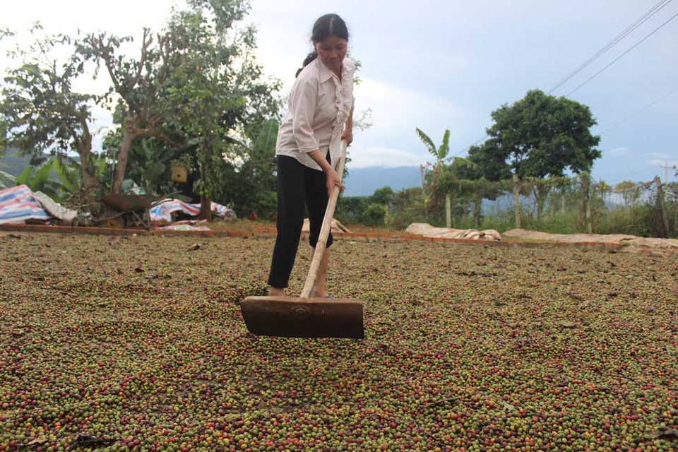 Những trận mưa lớn kéo dài khiến việc thu hái cũng như phơi sấy, chế biến cà phê của người nông dân gặp rất nhiều khó khăn