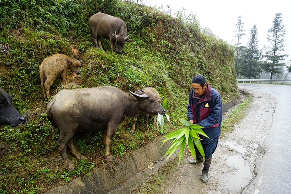 Sa Pa mưa lạnh, giá rét như đã vào đông - 8 Sa Pa mưa lạnh, giá rét như đã vào đông - 8