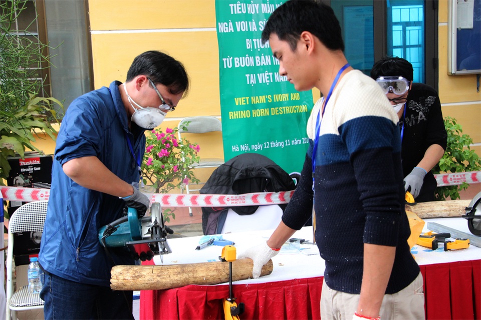 Ấn tượng mạnh cảnh tiêu huỷ 2 tấn ngà voi, sừng tê giác tại Sóc Sơn-Hà Nội - 3
Xử lý một phần bằng máy cắt, Ảnh: Nguyễn Dương