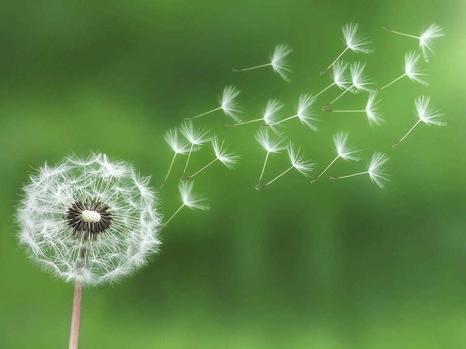 7 loại “thuốc” lợi tiểu tự nhiên - 2 7 loại “thuốc” lợi tiểu tự nhiên - 2