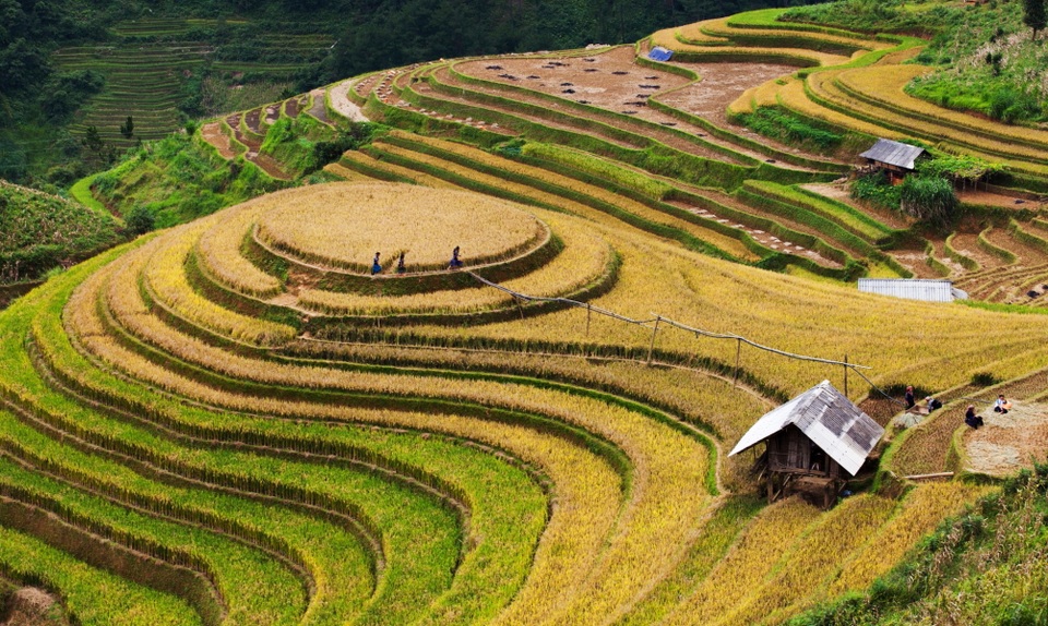 Khám phá mùa vàng Tây Bắc - 1 
Mâm xôi” tại xã La Pán Tẩn (huyện Mù Cang Chải), một địa danh nổi tiếng của khách du lịch mùa này không rực rõ như các năm trước những vẫn thu hút lượng khách du lịch ghé thăm