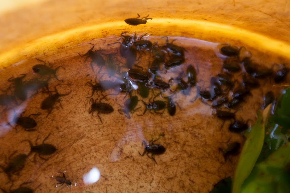 
Cà cuống non đang được gây giống
