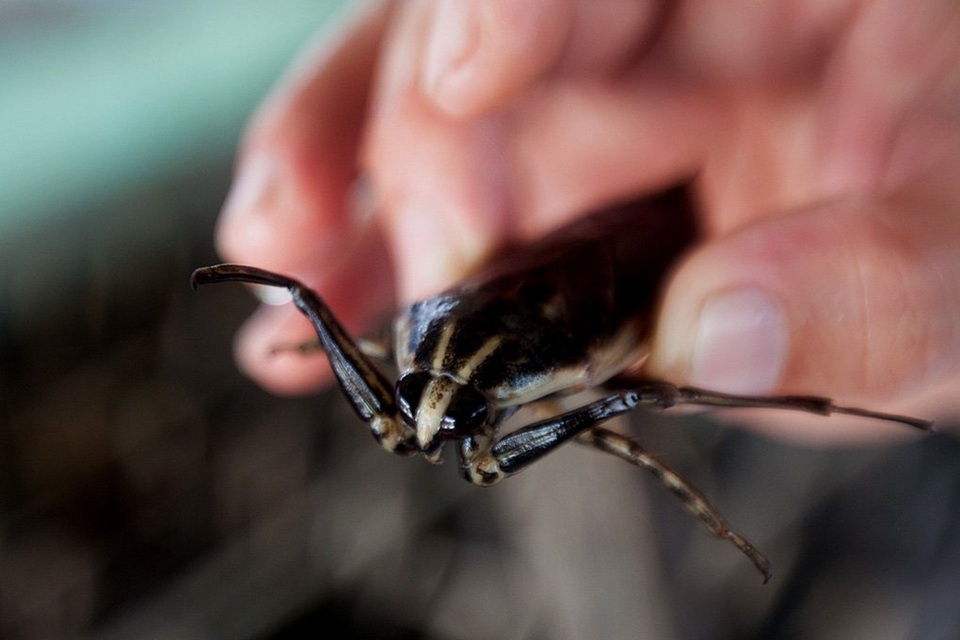 
Ngoài việc nuôi cà cuống là mô hình kinh tế mang lại giá trị kinh tế cao cho các gia đình mà còn góp phần bảo tồn loại côn trùng quý hiếm này. Anh Tùng cho biết, anh sẵn lòng chia sẻ kinh nghiệm nuôi cà cuống của mình cho bất cứ ai để nhân rộng loại côn trùng quý hiếm này và mang lại nguồn thu nhập cao cho người nuôi.
