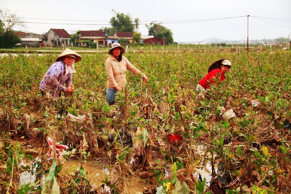 Mai Tết dính đầy bao ni lông sau lũ, nông dân khóc ròng - 7
Rất nhiều bao bì ni lông, rác “quấy nhiễu” mai