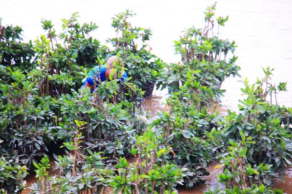 Mai Tết dính đầy bao ni lông sau lũ, nông dân khóc ròng - 2
Anh Nam cho biết: “Gia đình tôi có hơn 2.000 gốc mai từ 4 năm tuổi trở lên bị ngâm mình trong nước lũ gần 3 ngày liền. Biết lũ sẽ đến, tôi cố gắng đưa chậu mai lên cao nhưng không tránh được con nước”.
