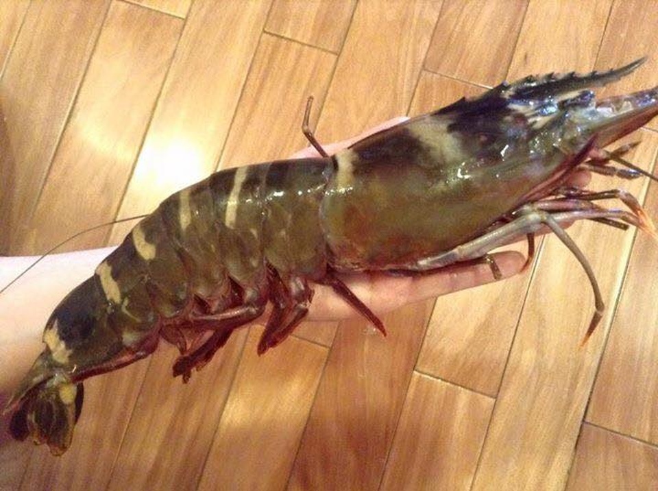 Tôm sú cụ đỏ au, đen thẫm: Mỗi bữa chỉ dám ăn 1 con - 1
Tôm sú cụ đánh bắt ngoài biển đang là hàng hot vào dịp cận Tết
