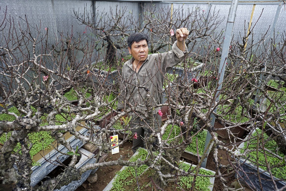 Gian nan nghề trồng đào Thất thốn - 3
Ông Hàm cho biết, vì là giống đào khác lạ với thổ nhưỡng nơi đây nên vừa trồng vừa phải nghe ngóng, nương theo cây mà điều chỉnh cách chăm sóc. Khi mới trồng ông phải tự mày mò, dựa vào kinh nghiệm bản thân chứ không được ai truyền lại, ông mong rằng sau này sẽ nghiên cứu để áp dụng khoa học kỹ thuật nhiều hơn vào việc trồng đào.