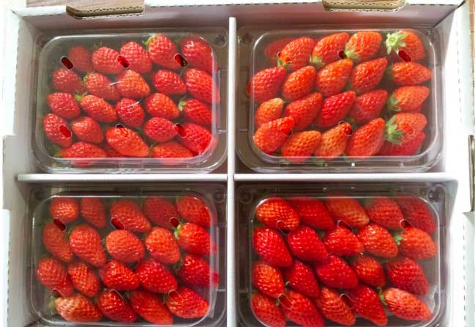  Loại rau Hàn Quốc đang được bán với mức giá từ 600.000-800.000 đồng/kg 