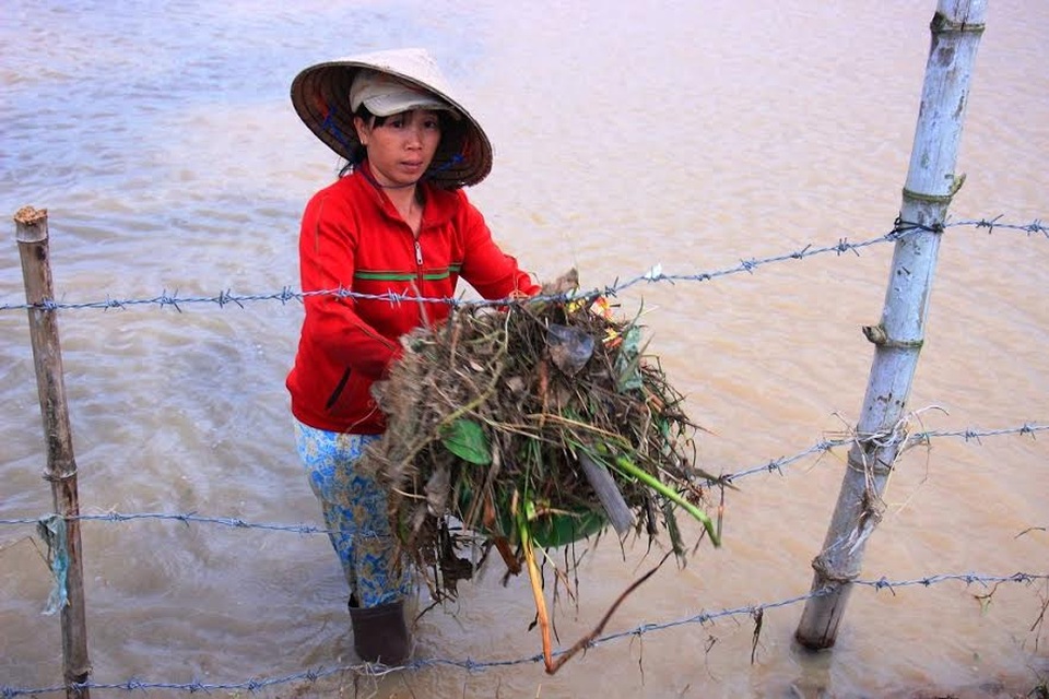 Mai Tết dính đầy bao ni lông sau lũ, nông dân khóc ròng - 14
Mỗi năm, tổng doanh thu của người dân xã Nhơn An bán mai Tết là khoảng 18 tỉ đồng. Thế nhưng, do lũ chồng lũ nên năm nay lượng mai chết khoảng 5% lượng mai, 60% của số còn lại không thể bán được vì bị hư hỏng, rụng lá, mất sức không ra hoa.