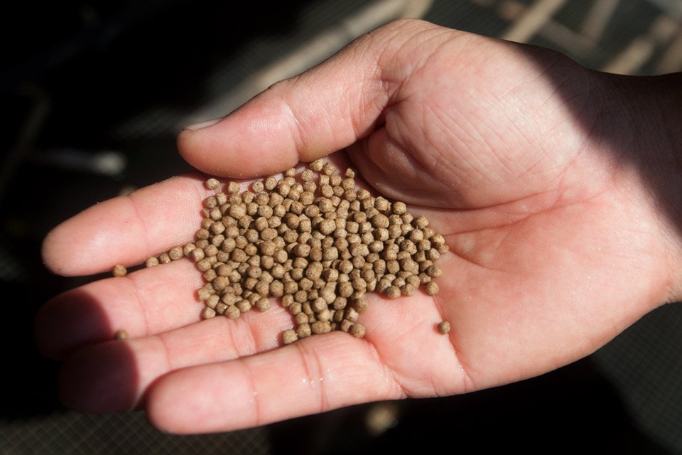 
Ngoài ra, anh Tùng sử dụng loại thức ăn tổng hợp cho cà cuống.
