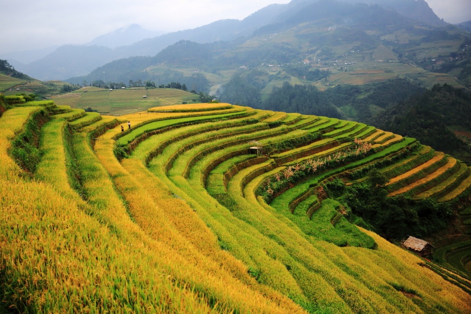 Khám phá mùa vàng Tây Bắc - 4 
La Pán Tẩn có đến 9 thửa ruộng mâm xôi như thế này
