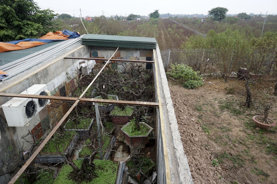 Gian nan nghề trồng đào Thất thốn - 5
Đào Thất thốn phải trồng bằng hạt mới chuẩn, thời gian vì thế rất lâu mới cho thành quả. Đào gieo một năm mới lớn bằng đầu đũa, tiếp tục chăm trồng ngót chục năm sau mới có thể đem bán.