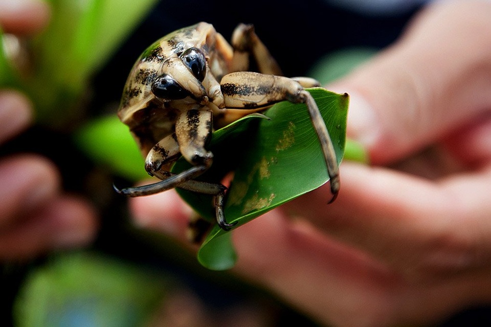 
Sau 1,5 tháng chăm nuôi, cà cuống có thể cho thu hoạch lấy thịt.
