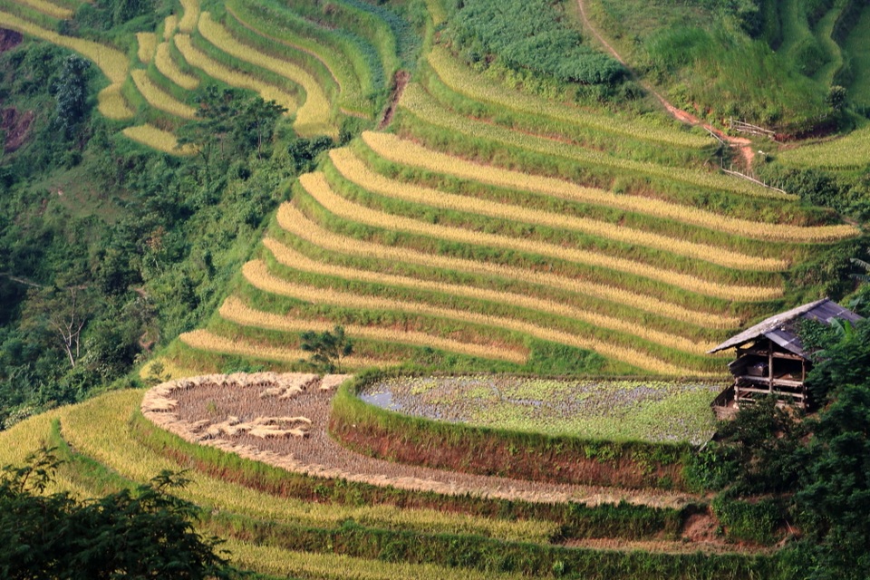 Khám phá mùa vàng Tây Bắc - 9 
Những mâm xổi cỡ nhỏ như này tại đây có hơn chục cái.