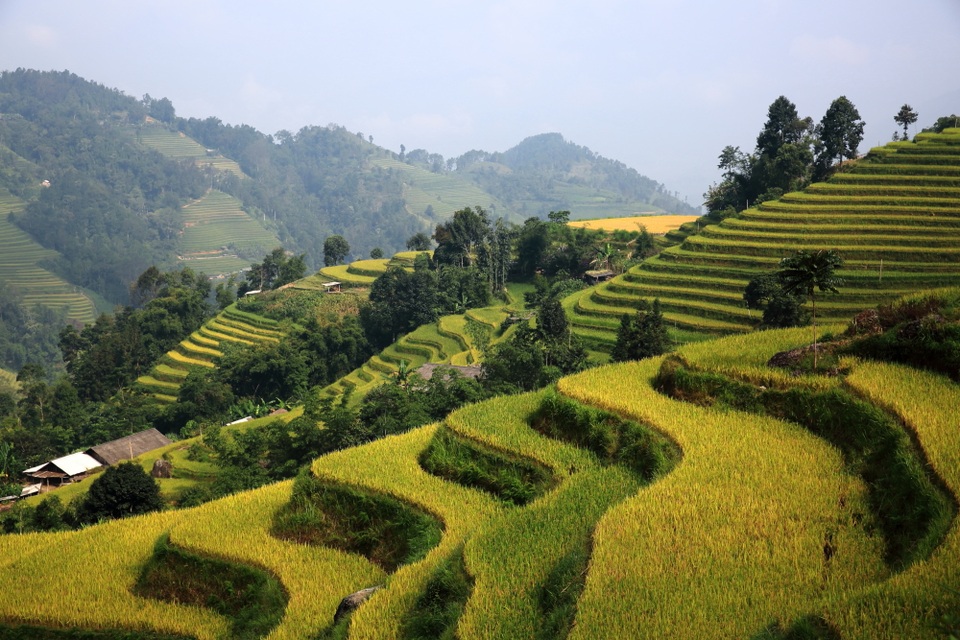 Khám phá mùa vàng Tây Bắc - 12 Những đường cong và mâm xôi tại xã Tả Sử Choóng, Hoàng Su Phì.