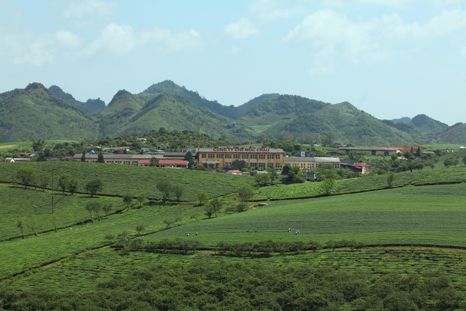 Với vùng nguyên liệu 4.700 hecta, Vinatea đang tập trung nỗ lực để hướng đến chiến lược trà sạch cho thị trường