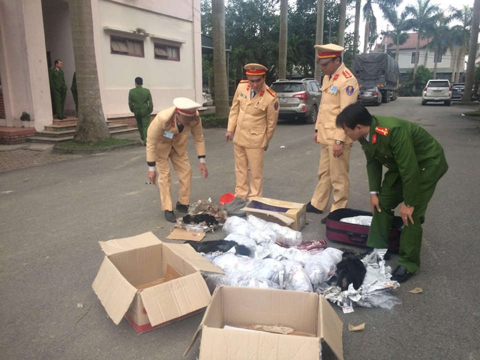 Bắt xe khách vận chuyển 12 cá thể Vọoc quý hiếm - 1 Cơ quan chức năng tiến hành kiểm tra số lượng cá thể Vọoc được chở trên xe khách.