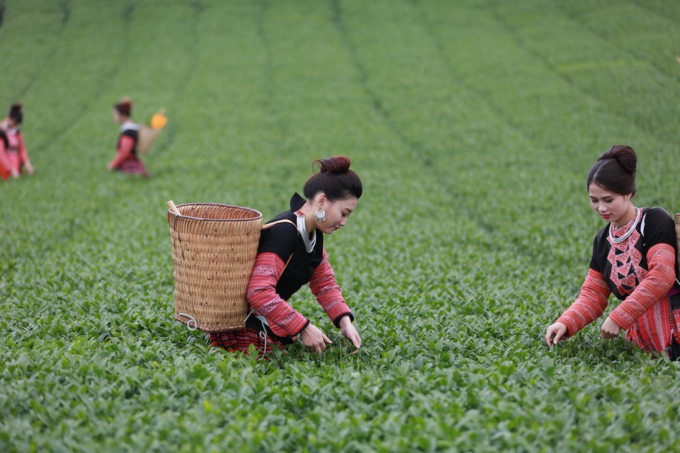 
Thiết lập lại chuẩn mực cho trà, làm trà sạch được Vinatea xác định là mục tiêu trọng tâm và ưu tiên
