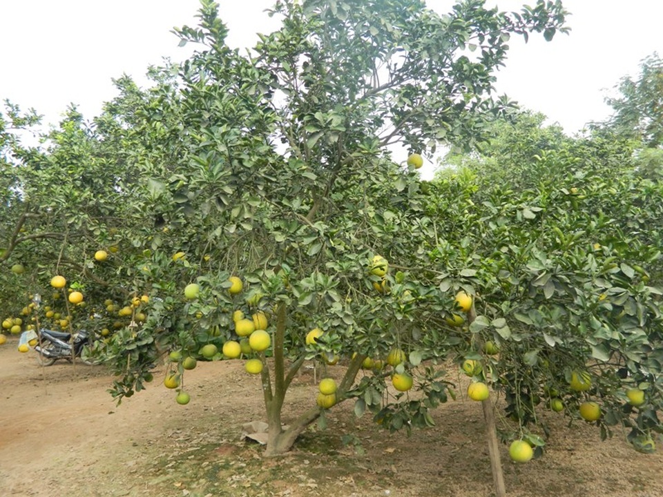 
Một cây bưởi có thể cho ra từ 70- 80 trái.
