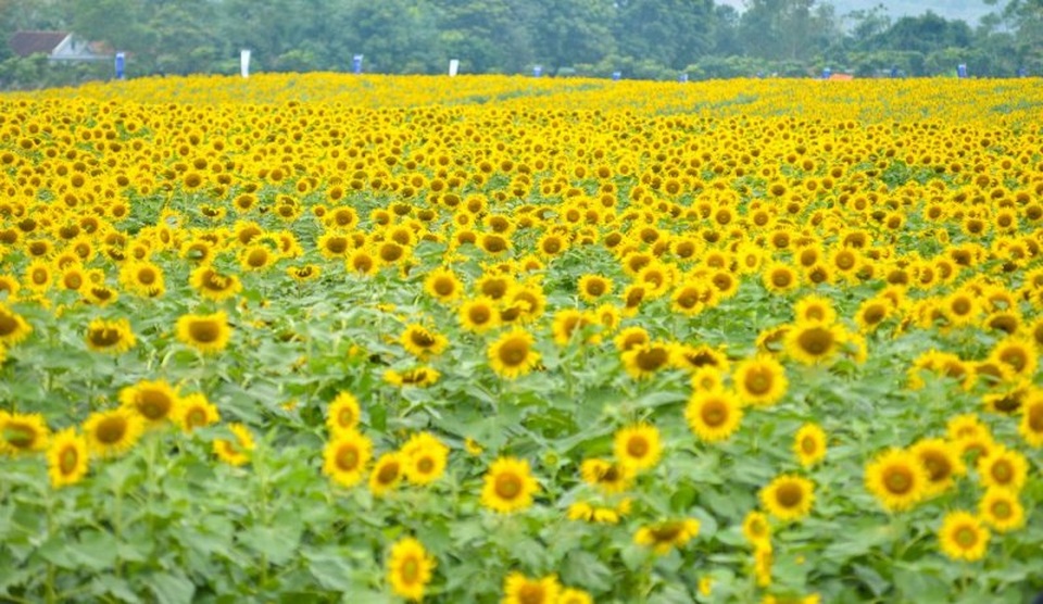 Cánh đồng hoa hướng dương nở rộ vào tháng 12. (Ảnh: Internet)