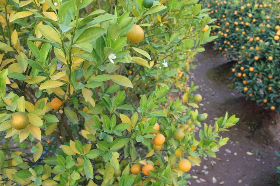 
Lá cây có hiện tượng ngả vàng.
